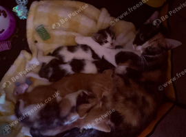 5 gorgeous kittens