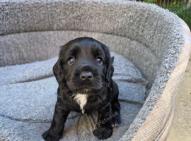 Cocker spaniel puppies