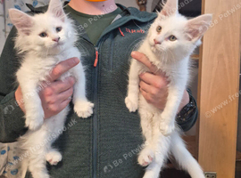 Beautiful white Maine coon kittens