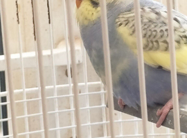 Baby budgie and cage
