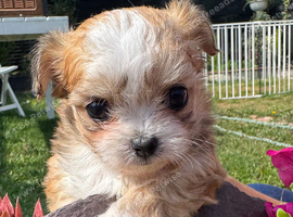 Chihuahua x maltipoos