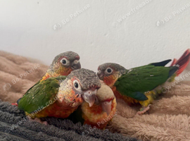 Baby hand reared conures for sale
