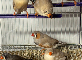 Various zebra finches