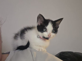 Black and white Female