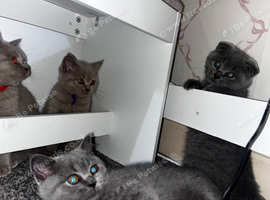 5 kittens looking for loving home