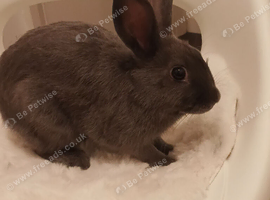 Grey rabbit female 7 months