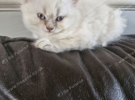 British short haired cross kitten for sale