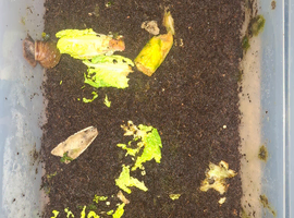 African snails