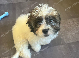 Shitzu cross puppy