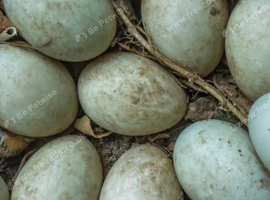 Duck Fertile Eggs  For Sale