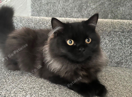 Beautiful Persian x Mainecoon
