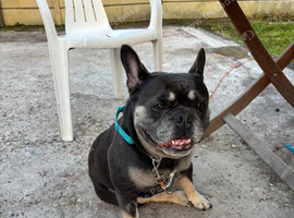 4 Year Old Male French Bulldog