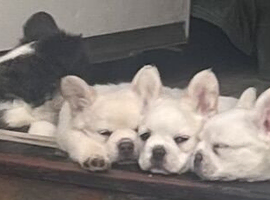 Fluffy frenchie