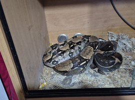 adult common boas female
