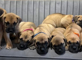 GREAT DANE PUPS