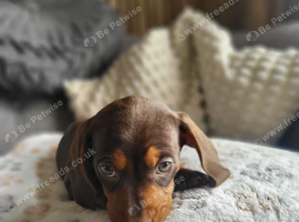​ Micro-Chipped & Fully Vet-Checked Miniature Dachshund Boys &ndash; Ready This Weekend!