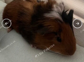 Guinea pig
