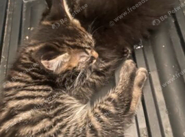 2 baby kittens
