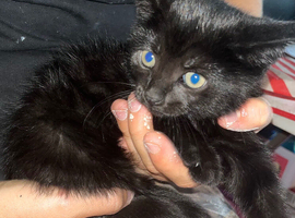 Kittens for sale