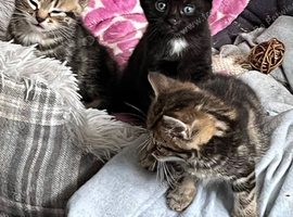 7 week old kittens