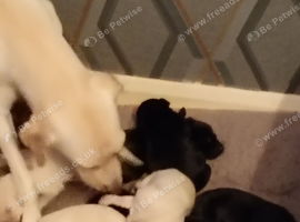 Labrador pups forsale
