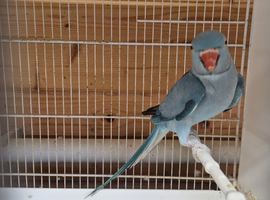 Indian ringneck female blue