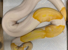 SPECIAL DAY IF HE GOES THIS MONTH (MAY) albino pied python