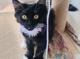 Kitten