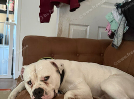 Bulldog puppies due