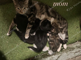 kittens ready to go!