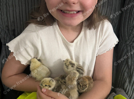 Silkie hatchlings