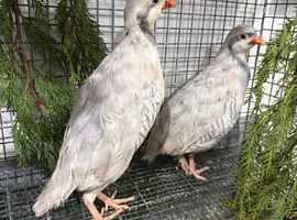 Silver Chucker partridge