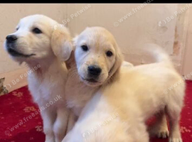 Golden retriever puppies