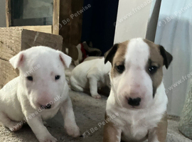 7 x KC Registered English Bullterrier Puppy&rsquo;s