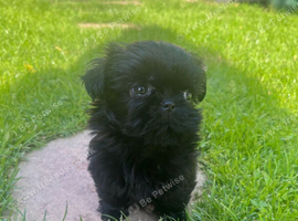 TINY BLACK FEMALE IMPERIAL SHIH TZU - &pound;450