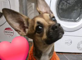 chihuaha mix jack russel