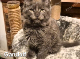 Maine coon pedigree kittens