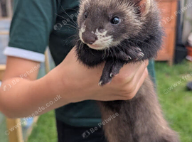 ferret kits