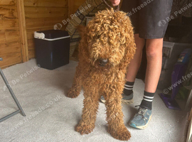 Beautiful standard poodle for sale girl