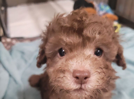 Toy Poodles for sale