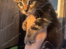 BENGAL X KITTENS READY NOW