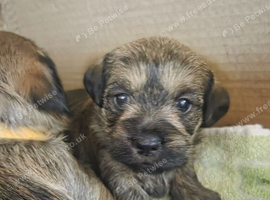 Shweenies daschund/shitzue