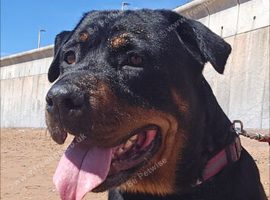 5 year old Female Rottweiller