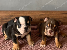 NEXT-LEVEL BRITISH BULLDOGS &ndash; ROYAL BLOODLINES & UNREAL LOOKS