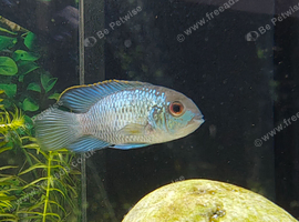 Electric blue acara