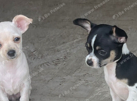 Stunning cutie chihuahua puppies