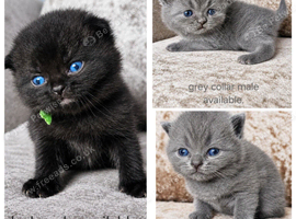 British shorthair kittens