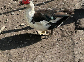 5 muscovy mail for sale