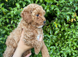 Daisy &ndash; Beautiful Toy Poodle Girl Looking for Her Forever Home