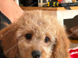 F1b cockapoo puppies